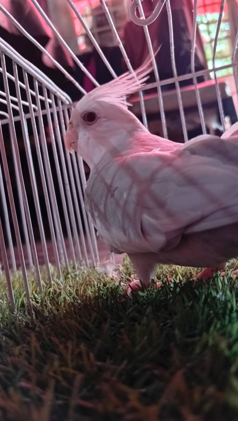 fellow cocktail 2