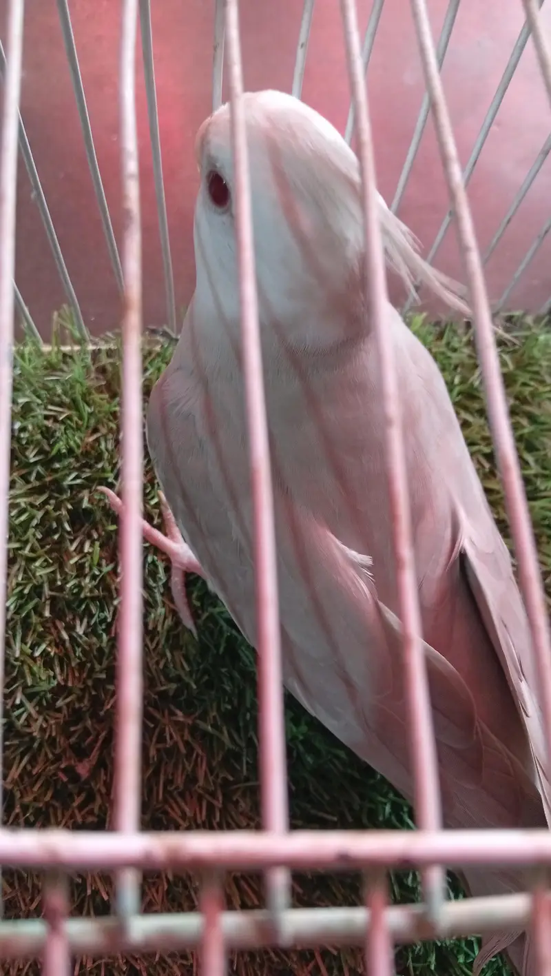 fellow cocktail — photo 10