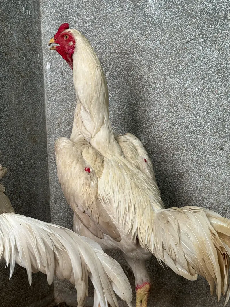 pure shamo white male — photo 2