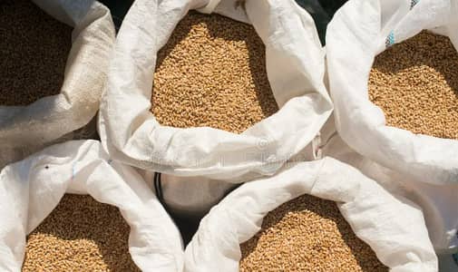 Pure Organic Wheat available in Lahore