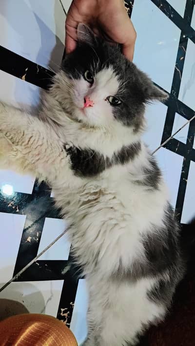 persion triple coated white and black cat male