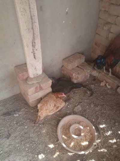 desi hen