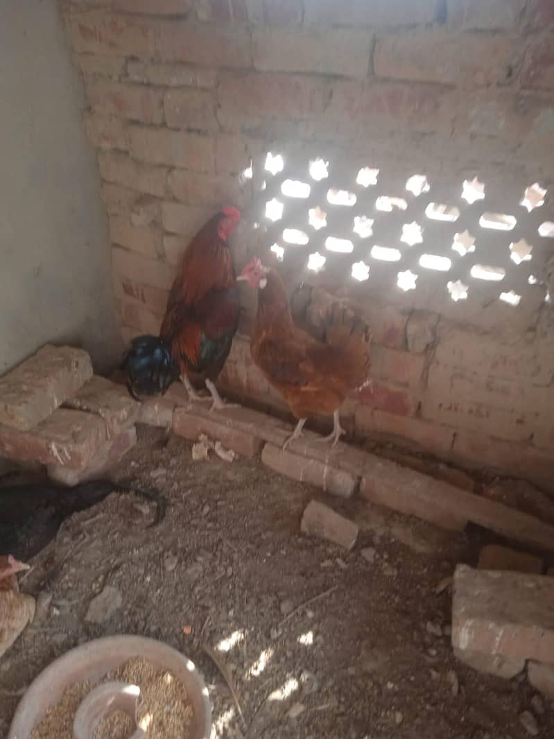 desi hen 1