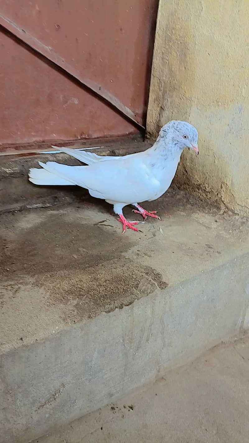 pigeon 0