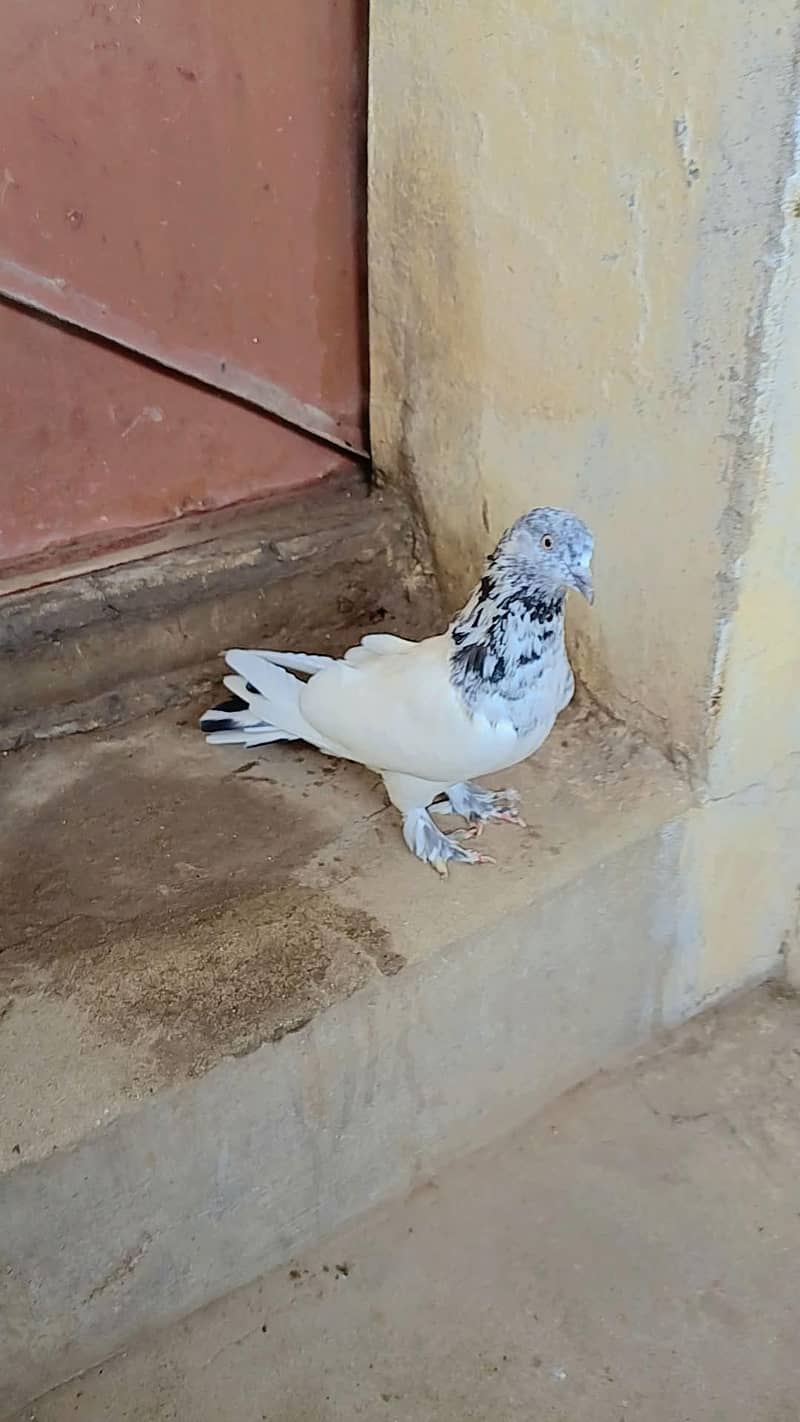 pigeon 1