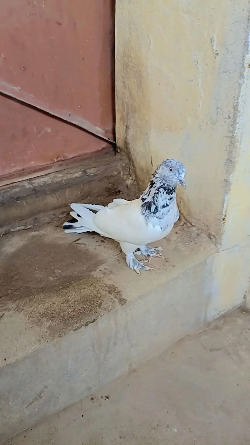 pigeon — photo 2