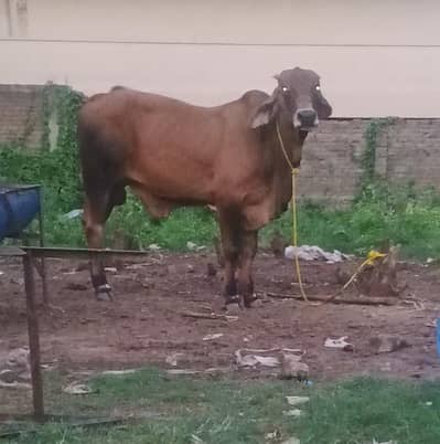 Brahman