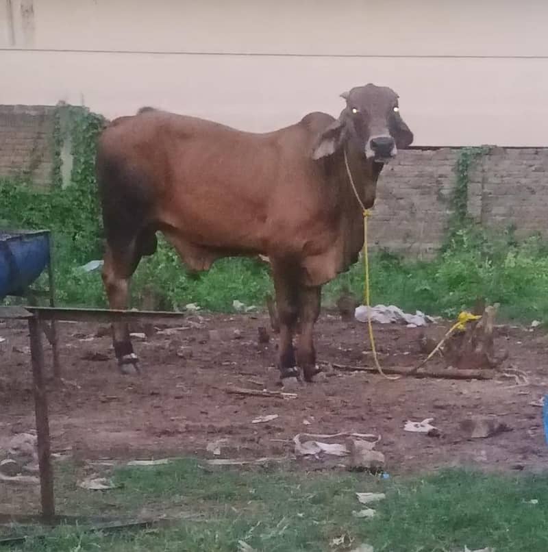 Brahman 0