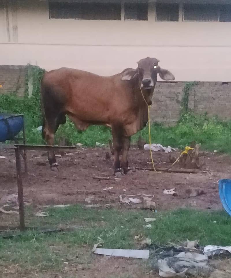 Brahman 1