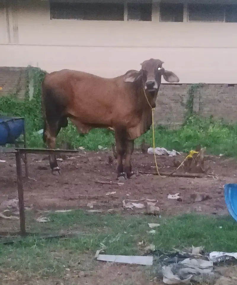 Brahman — photo 2