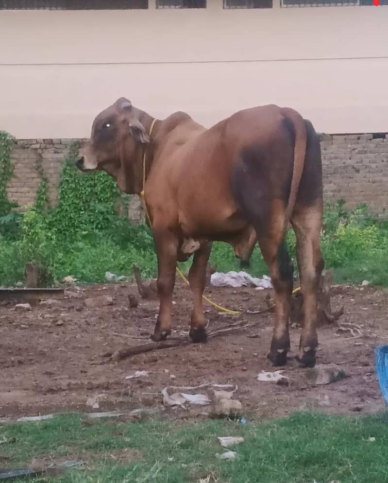Brahman 2