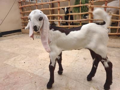 fresh 2 dant Rajan puri gulabi mundi bakri female kid ke Sath
