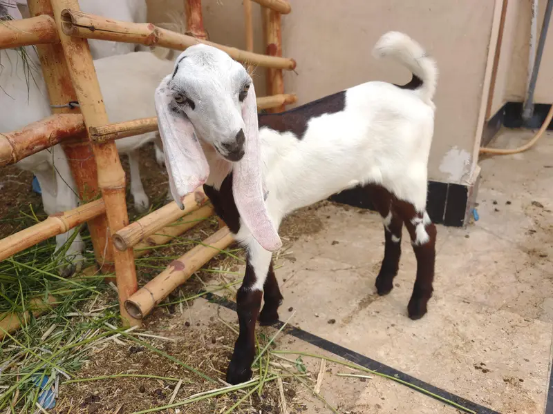 fresh 2 dant Rajan puri gulabi mundi bakri female kid ke Sath — photo 2