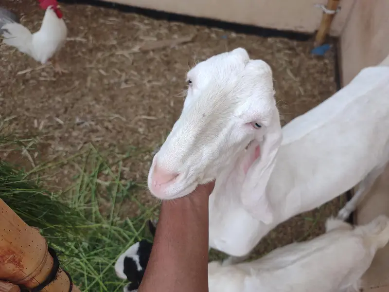 fresh 2 dant Rajan puri gulabi mundi bakri female kid ke Sath — photo 3