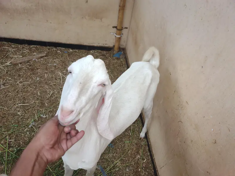 fresh 2 dant Rajan puri gulabi mundi bakri female kid ke Sath — photo 4