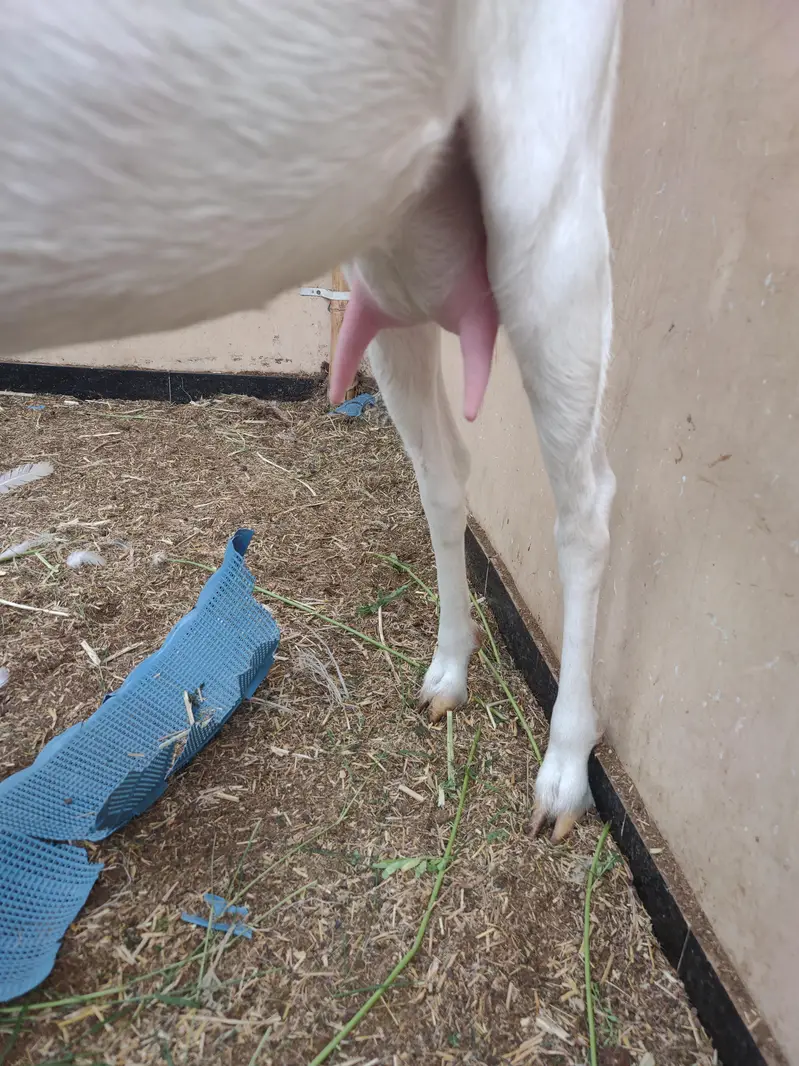 fresh 2 dant Rajan puri gulabi mundi bakri female kid ke Sath — photo 5