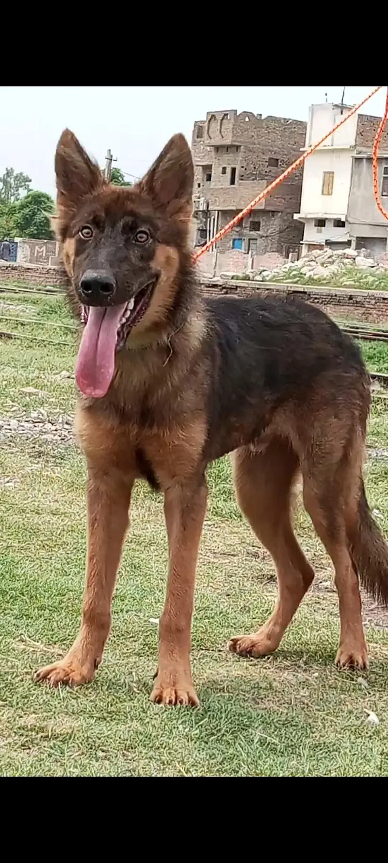 pure desy bhagyary male age 5 month security dogs for sale — photo 2