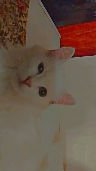 1 year old female cat for sale