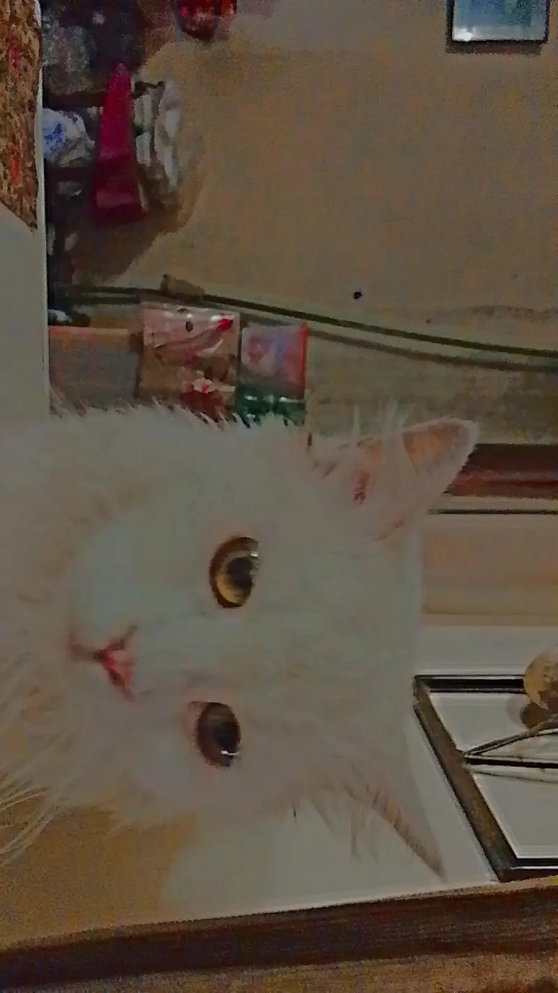 1 year old female cat for sale — photo 2