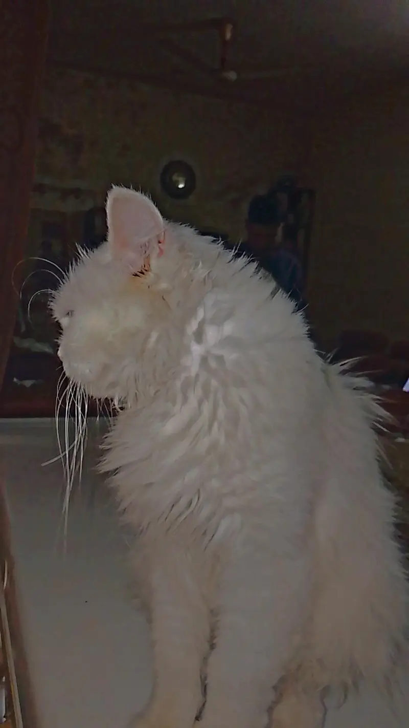1 year old female cat for sale — photo 3