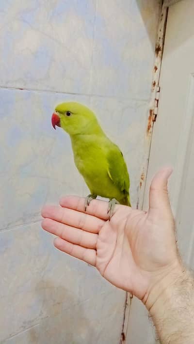 Green ringneck parrot handtame