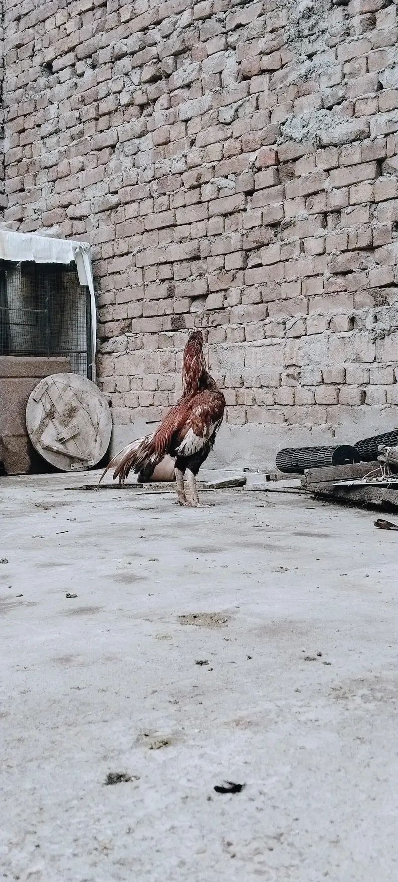 aseel morga — photo 4