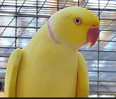 yellow ringneck males available for sell