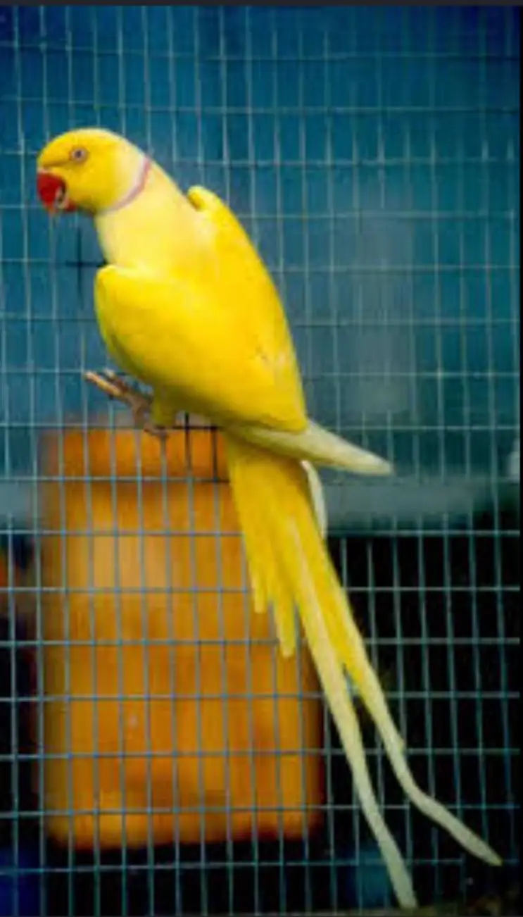 yellow ringneck males available for sell — photo 2