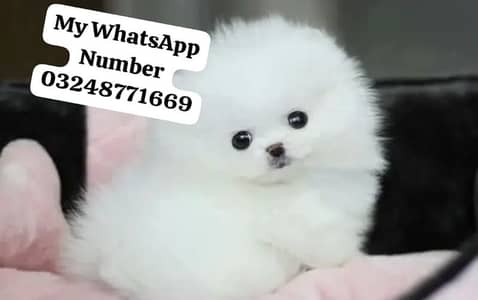 Pomeranian puppies for sale 2 month age