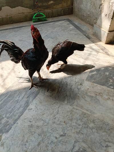 Murgha Aseel Mianwali Murghi Pakistani Thai