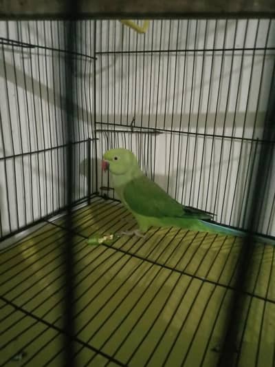 talking+breeder  female