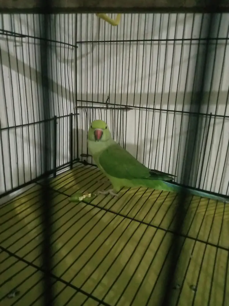 talking+breeder  female — photo 2