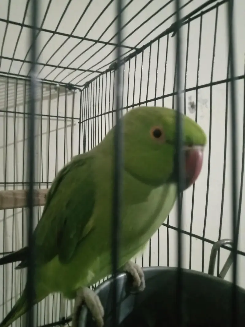 talking+breeder  female — photo 3