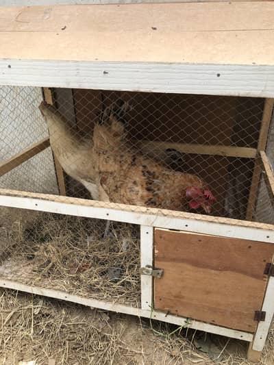 Desi Hens and cage + Tokra
