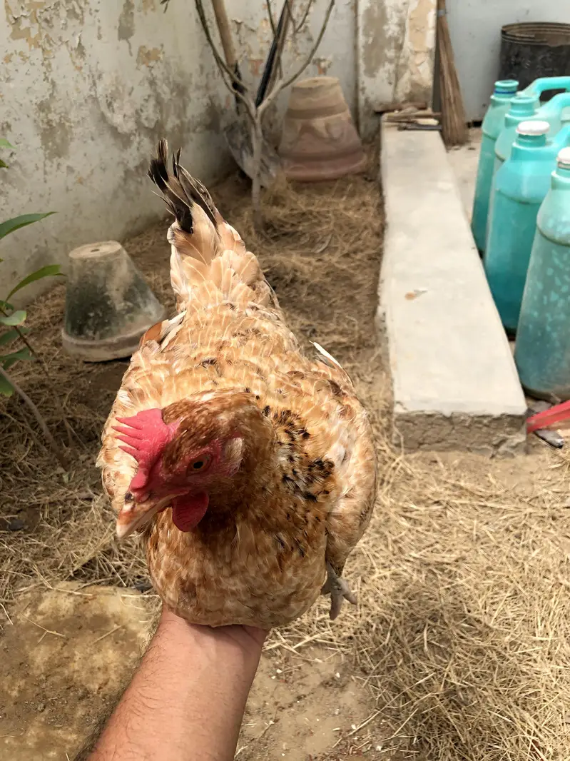 Desi Hens and cage + Tokra — photo 2