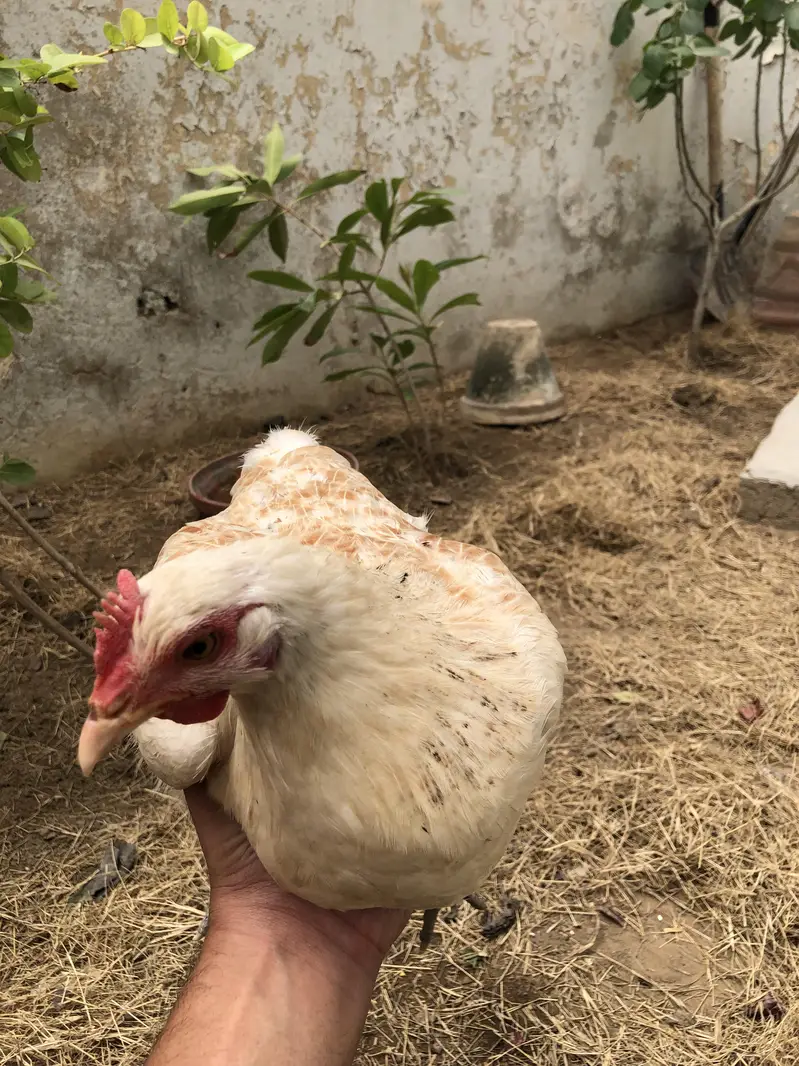 Desi Hens and cage + Tokra — photo 3