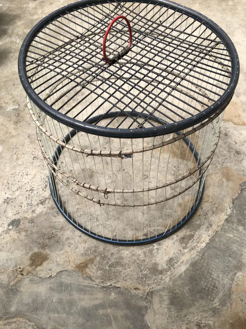 Desi Hens and cage + Tokra — photo 4