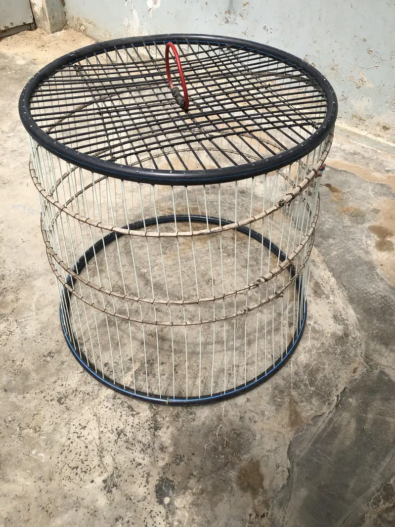 Desi Hens and cage + Tokra — photo 5