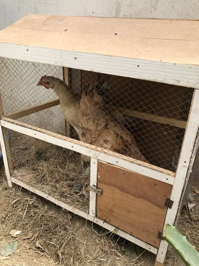 Desi Hens and cage + Tokra — photo 6