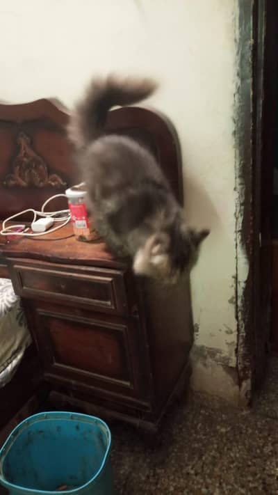 Persian cat for sale