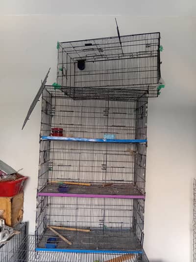 parrot cage ur dasi murgiya