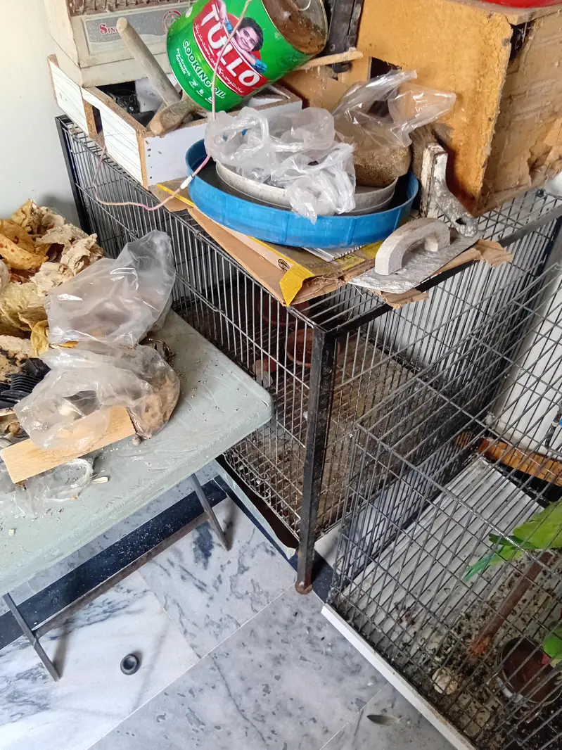 parrot cage ur dasi murgiya — photo 2