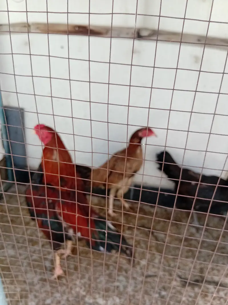 parrot cage ur dasi murgiya — photo 3