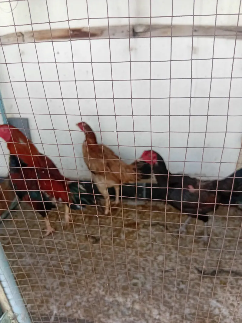parrot cage ur dasi murgiya — photo 4