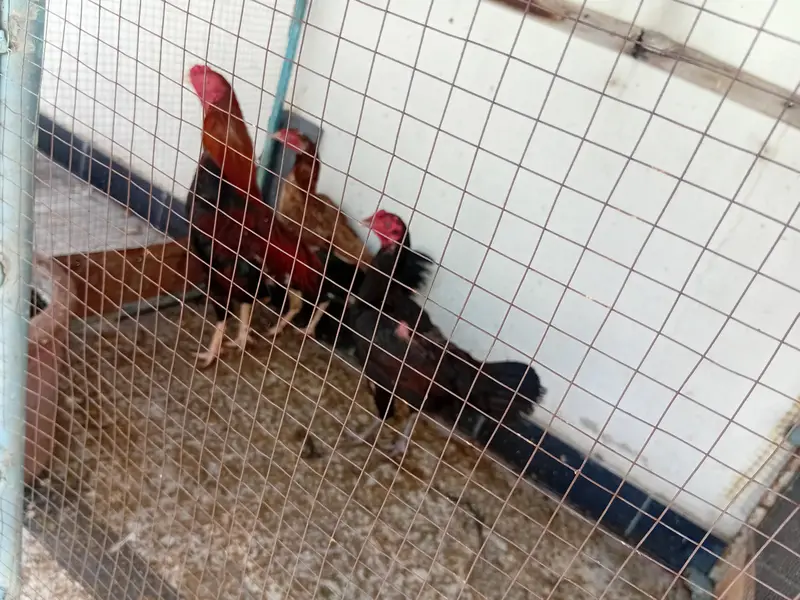 parrot cage ur dasi murgiya — photo 5