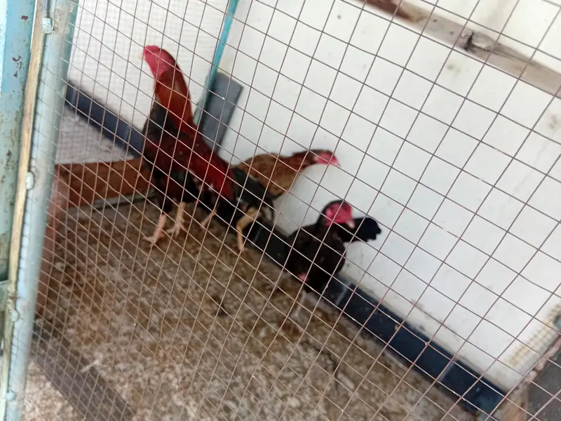 parrot cage ur dasi murgiya — photo 6