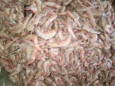 Fresh Cleaned Jhinga – Kharadar Karachi