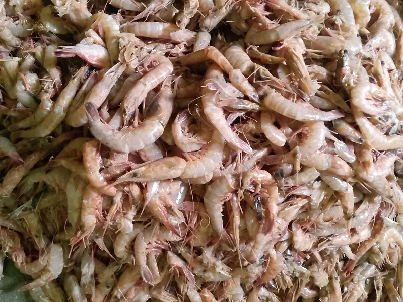 Fresh Cleaned Jhinga – Kharadar Karachi — photo 4