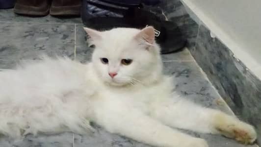 cat for sale one also and pair also