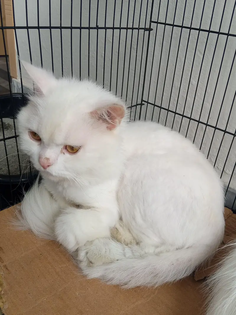 cat for sale one also and pair also — photo 4